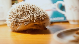 解梦吉凶：家畜猪马牛羊(梦见牛马狗是什么意思)