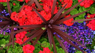 观音痣的女人(黑色观音痣的女人)