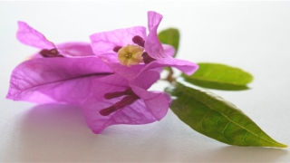 86男属虎与91女羊婚配(虎在十二生肖中为何排第三)