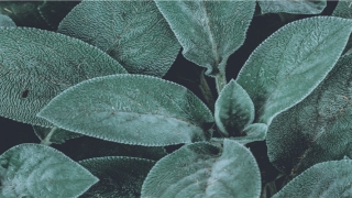 单身梦见未来老公样子(梦到自己未来老公长什么样会成真吗)_重复