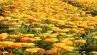 安徽合肥算命一条街(半岛叨叨丨“洗头变洗脑”)