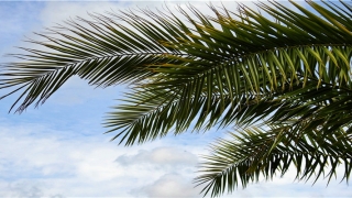 近期财运占卜(梅花易数占卜婚姻方法)