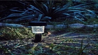 梦到钱包被偷有什么预兆(梦见钱包什么意思)