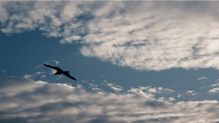 八大守护神本命佛(你所不知道的十二生肖八大守护神)