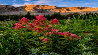 妈还活着却梦见她死了(梦见自己死去的妈妈还活着)_重复