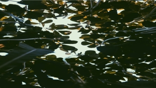 带琛字深思熟虑名字(深思熟虑的深的意思)