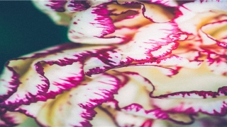 大鱼周公解梦(彩票周公解梦排列五)_重复