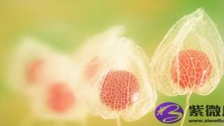 金命与金命夫妻(金箔金命与什么命相生)