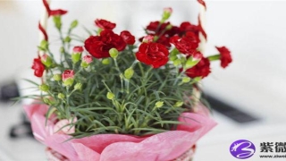 脸上颧骨高的女人面相