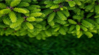 安适的意思解释(安适的意思解释)