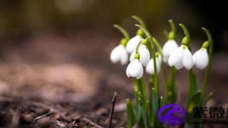 钗钏金和金箔金谁硬 金箔金钗钏金婚配