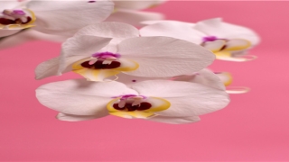 男人腿上有痣图解大全(下巴有福气的面相图解)