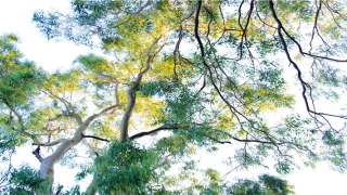 9点是什么时辰(时辰出生的人命运)