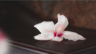 男虎女狗差八岁相合嘛(男狗女虎婚姻相配吗)