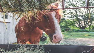 老公梦见老婆好不好(梦见自己的爱人是什么预兆)