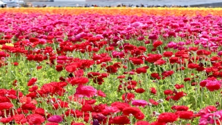 2022年蛇的婚姻(白羊座2022全年运势)_重复