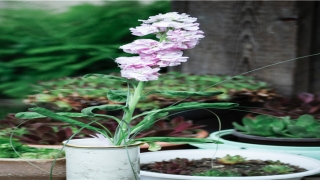 2021属牛的宝宝生在几月最好(牛年出生好听的宝宝名字推荐)_重复