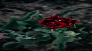 丢钱包意味着什么兆头(梦见丢钱包有什么预兆)_重复