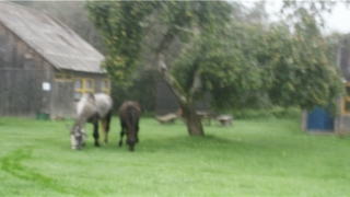 鼻子有痣的女人(美人的美人痣)