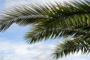 2022年婚姻树(白羊座2022年婚姻运势)_重复