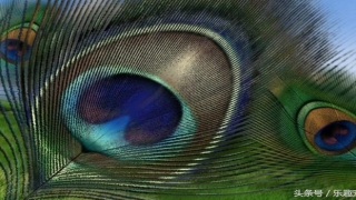 佛滔算命解梦(孔雀毛很美丽)_重复