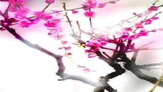 用两个数字算卦(梅花心易占卜奇术)