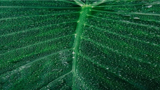 看眉毛面相大全图解(面相眼眉图解)