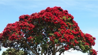 毒龙是什么意思(水晶之恋是什么意思)