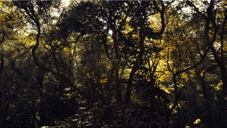 2020运势蛇生肖运势详解(2020年运势详情全年运势完整版)_重复