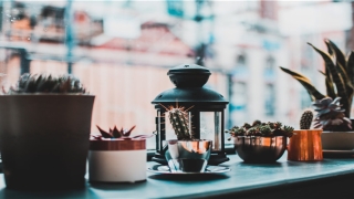 85年属牛女的最佳婚配(属牛人的最佳婚配)