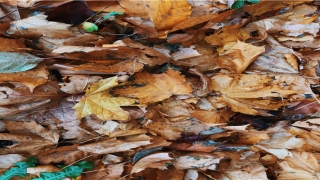 霸气农村土狗名字大全(土狗名字霸气)