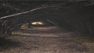 带鸭的商标名字(德盈电子有限公司)