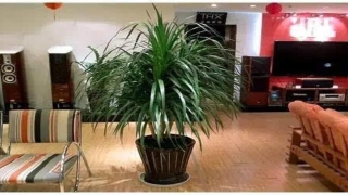 巴西木的风水作用(家里养花就养它)