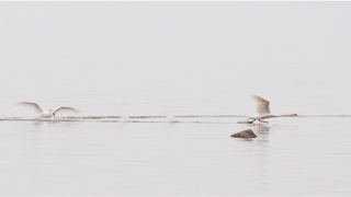 鼻翼两侧长痣的女人好不好(脸上这4处有“痣”的女人)
