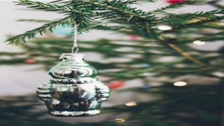 财源滚滚代表什么(5种招财植物)