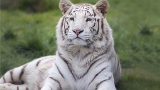 98年的本命年是哪年(98年本命年是什么时候)