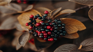 带缘分人的梦境解析(带缘分梦境)_重复