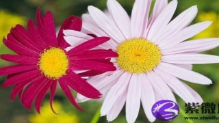 钗钏金和大海水合吗 钗钏金与大海水婚配怎么样