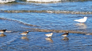 经常看香算命会有什么坏处吗(你相信算命的吗)