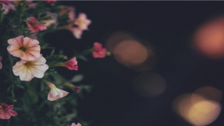 超级好听黄姓男孩名字(姓阮的是不是越南的)