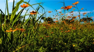 抽签算命占卜每日一占(算卦占卜每日一占)