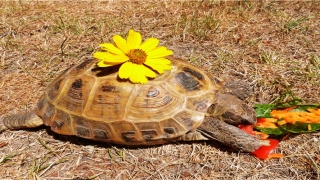 2020年生肖兔1975年出生运势(2020年运势详情全年运势完整版)_重复