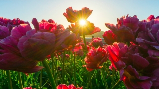 靠谱的婚姻介绍平台(相亲平台哪个最靠谱)