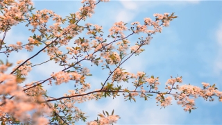 大门口栽什么树吉利招财(庭院种树有讲究)