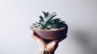 87年男最佳婚配(属兔与哪个属相最旺财)