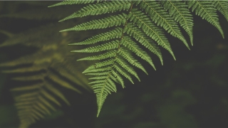 八大旺运的风水摆件(什么乌龟镇宅招财)