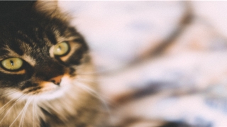 鼻子的面相和命运如何(鼻子大小看财运和能力)