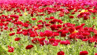 爱钻牛角尖的女人面相(钻牛角尖的女人)