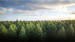 6月属猴的命运如何(从6月12日开始)_重复