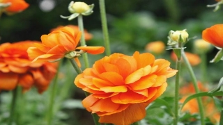 八字比劫伤官同时出现(八字中伤官星在命局出现真的不好吗)